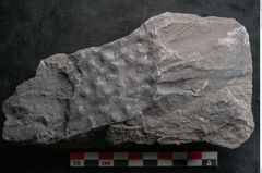 Foto (Detailansicht) von Stigmaria ficoides Brongniart (NHMW-GEO-2024-0188-11119)